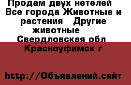 Продам двух нетелей - Все города Животные и растения » Другие животные   . Свердловская обл.,Красноуфимск г.